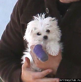 Бритни с белым щенком посетила ветеринарную клинику07.jpg(Бритни Спирс, Britney Spears)