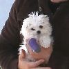 Бритни с белым щенком посетила ветеринарную клинику