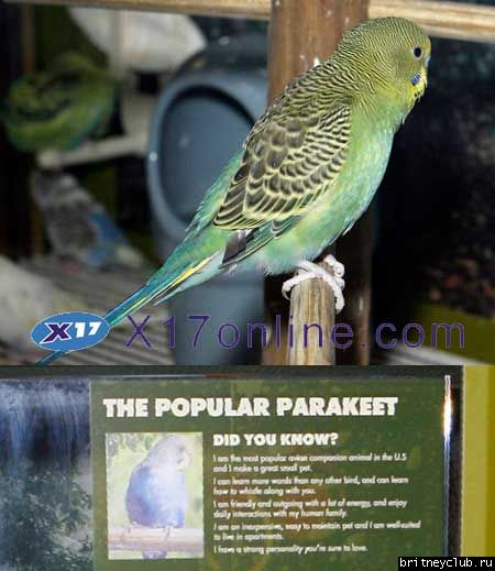 Бринти в зоомагазине покупает попугаяbritney-parakeet05.jpg(Бритни Спирс, Britney Spears)